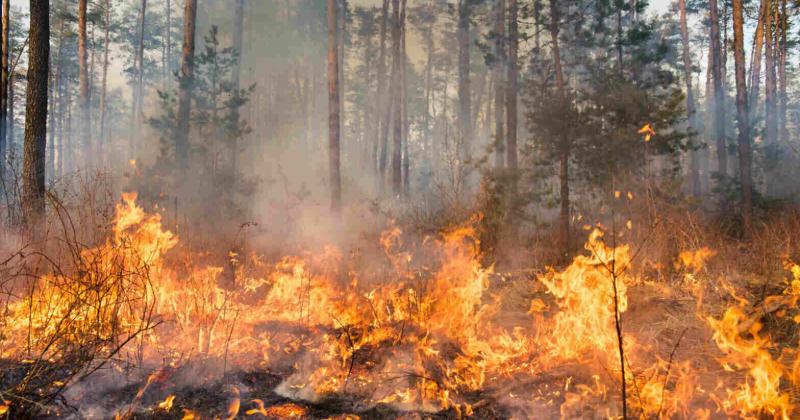 У Харківській області через великі лісові пожежі було евакуйовано 250 осіб, повідомляє обласна військова адміністрація.